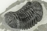 2.1" Detailed Morocops Trilobite Fossil - Morocco - #202993-3